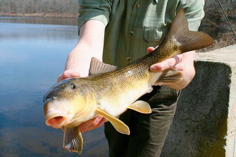 Early Season Action: The Sucker Run