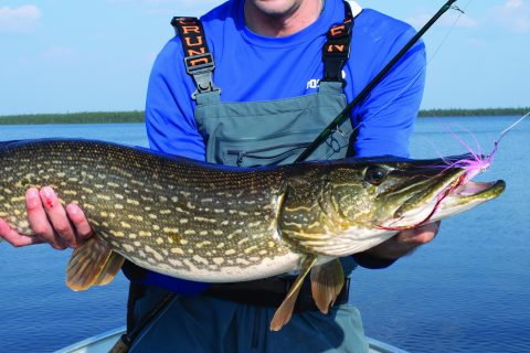 Saskatchewan Pike Fly Fishing