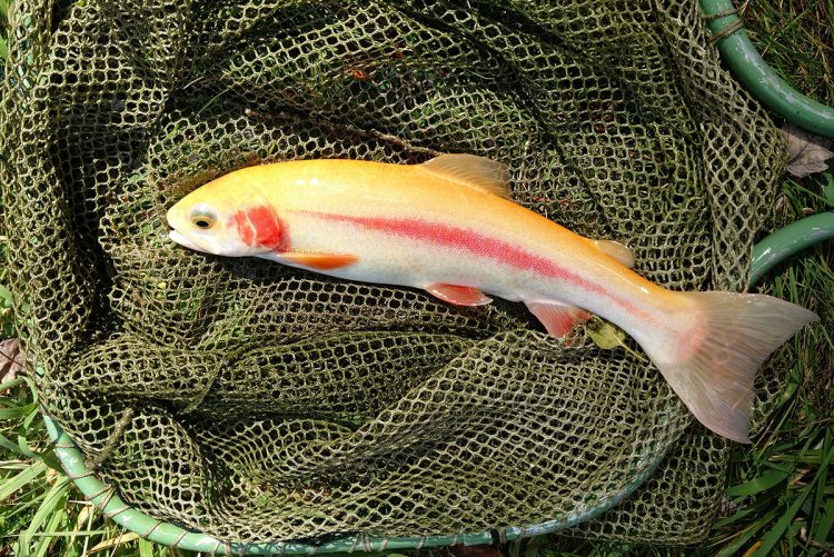 Golden rainbow trout
