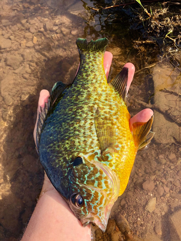 Rose Valley Lake pumpkinseed
