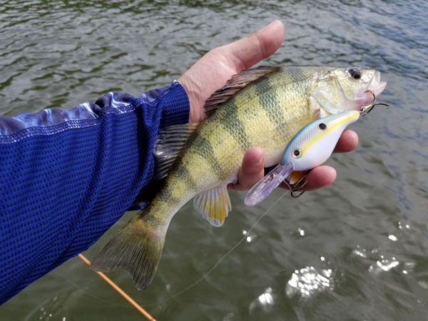 Don Kelly yellow perch