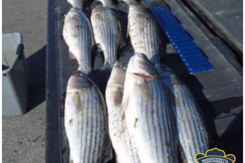 Massachusetts Striper Poaching