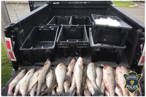 Striper Poaching Bust