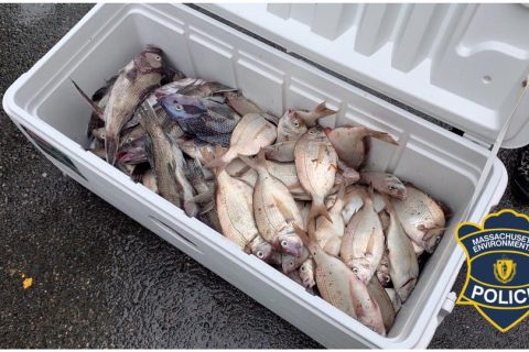 Charter Boat Passengers Cited for Poaching in Fairhaven