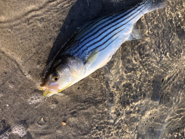 Diamond Pass Outfitters striped bass
