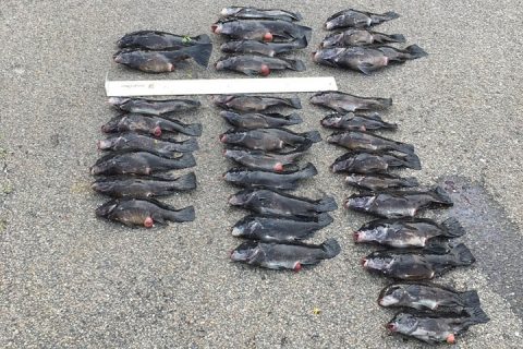 illegally taken tautog