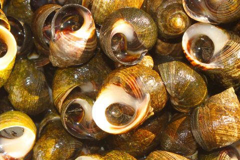 Living Off The Land & Sea: Invasive But Delicious Periwinkles