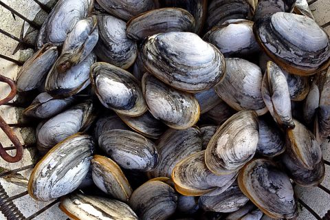 Toilet Plungers & Piss Clams