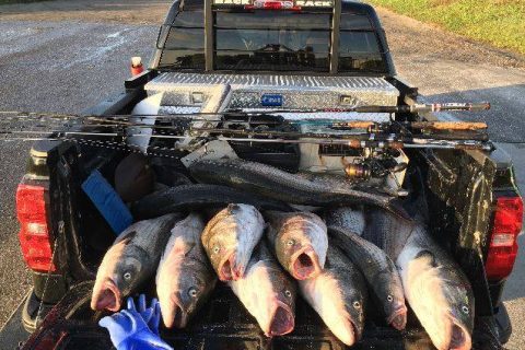 Striper Poachers Fined Less Than Value of Fish