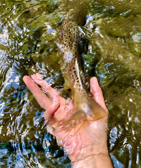 Wild brown trout release