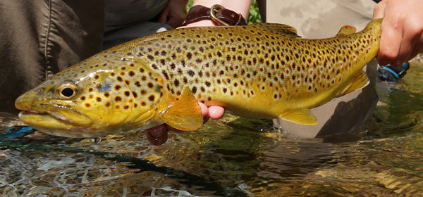 wild brown trout
