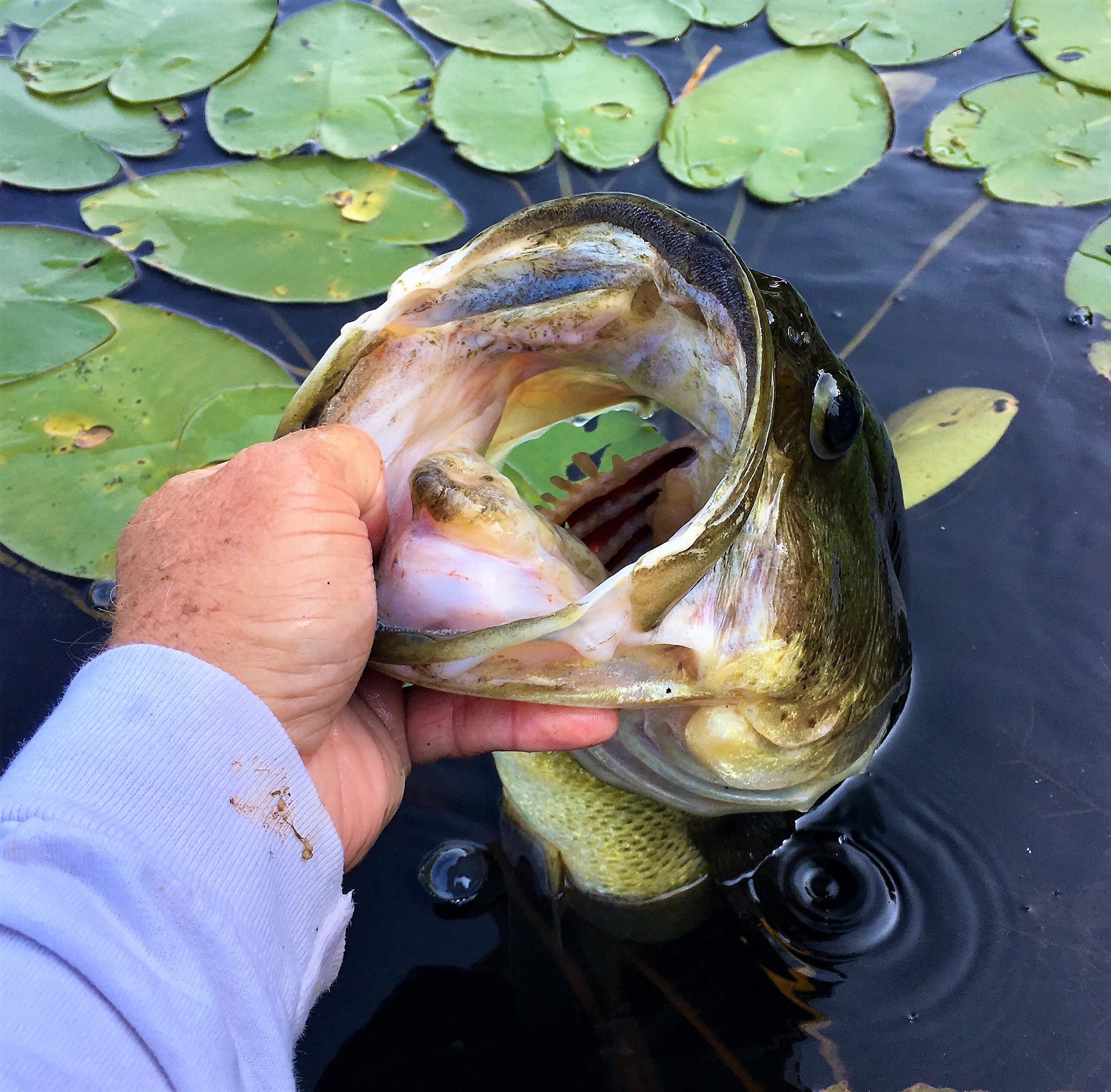 Monster pond bass : r/bassfishing