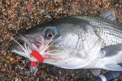 The Angler&rsquo;s Work Bench: Make Your Own Chamois Trailers