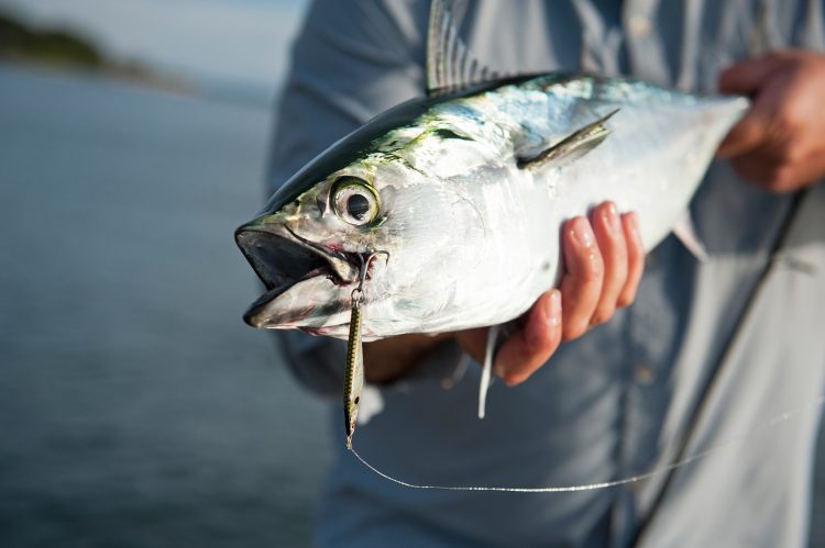 Best Lures when Fishing for False Albacore (Albies) 
