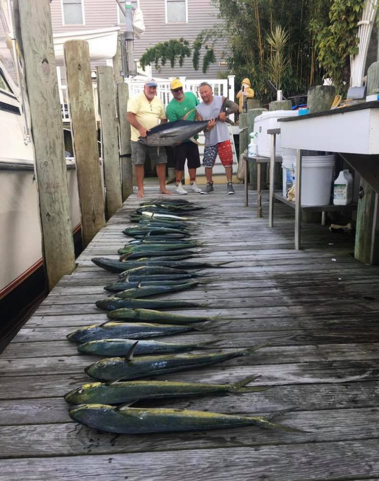 Mahi Mahi