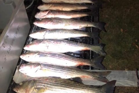 Striped Bass Poacher Caught on Providence River