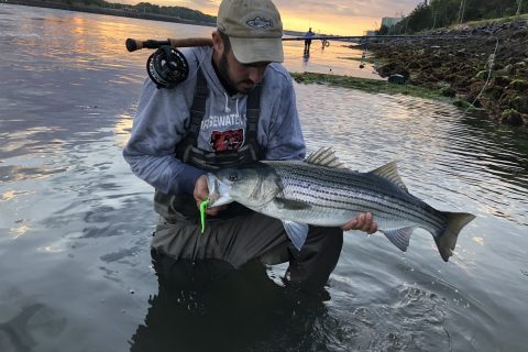 Striper on the fly