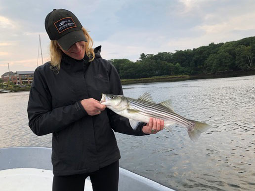 Maine striper