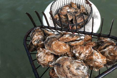 Oysters