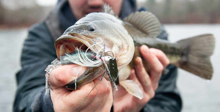 largemouth bass zman