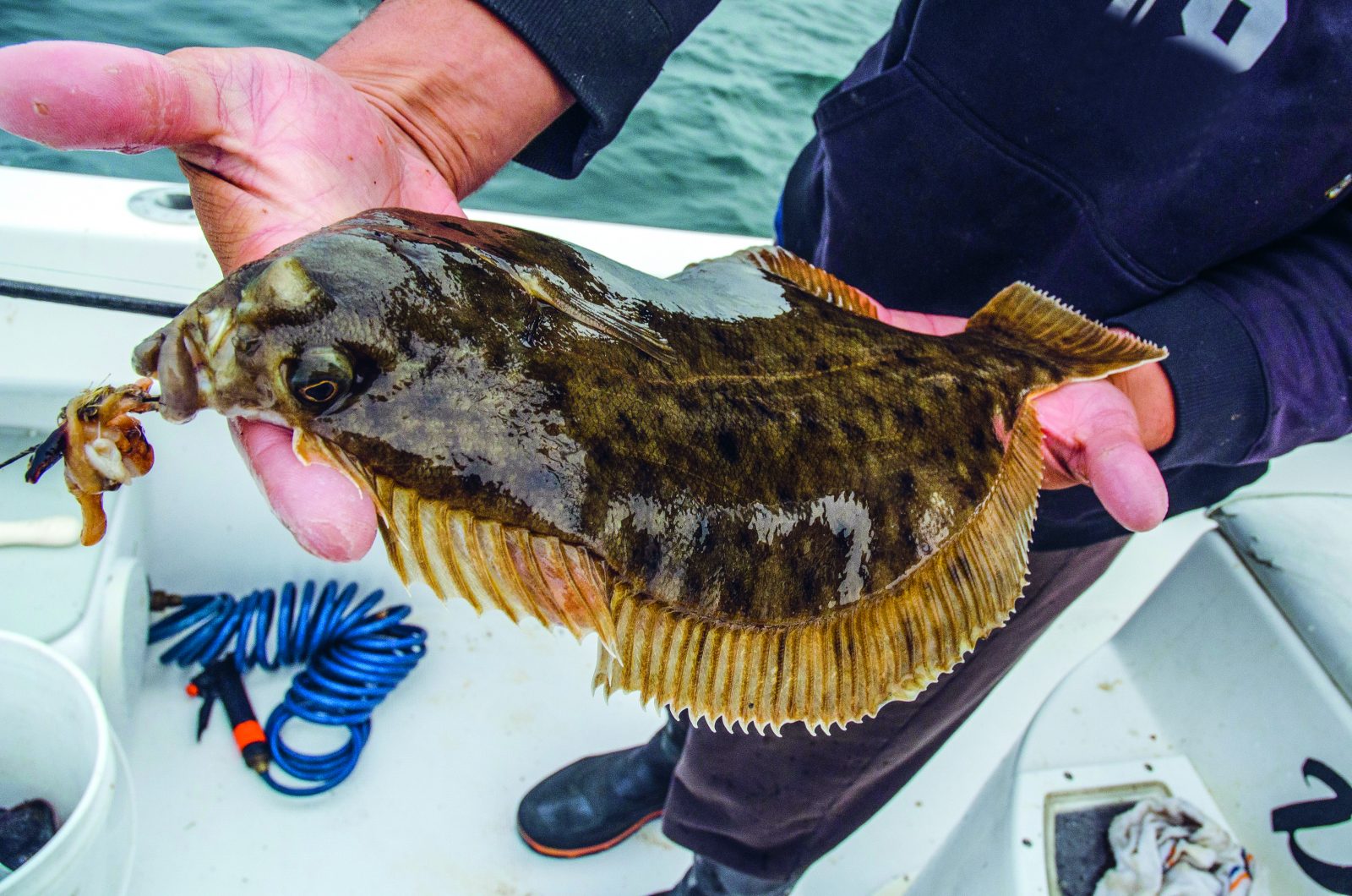 Winternfluk Rig Winter Flounder Facts - On The Water