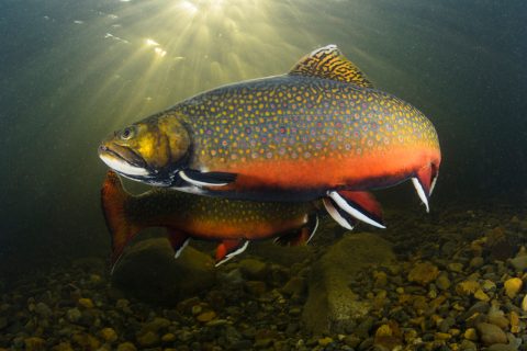How To Find and Catch Brook Trout