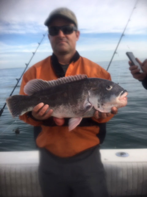 Little Sister tautog