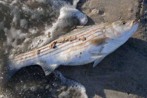 Sand Eel striped bass