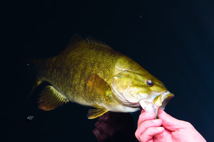Smallmouth bass