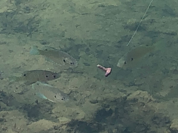 bluegill checking out a worm