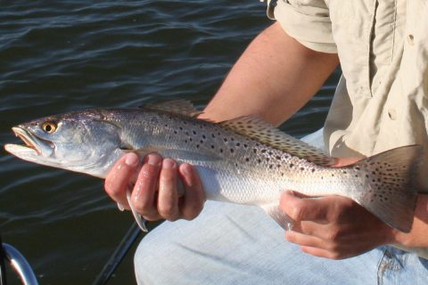 speckled trout