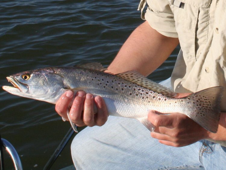 speckled trout
