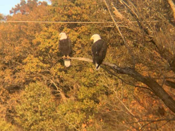 bald eagles