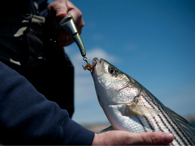 Schoolie on a magic swimmer