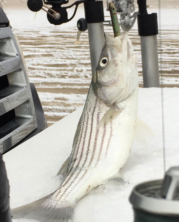 Grumpy's striped bass