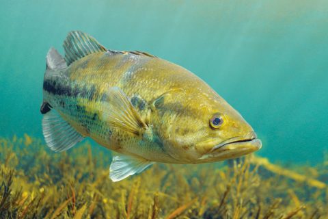 Examining whether stripers and largemouth can be perceptive and smart today, then driven by instinct tomorrow.