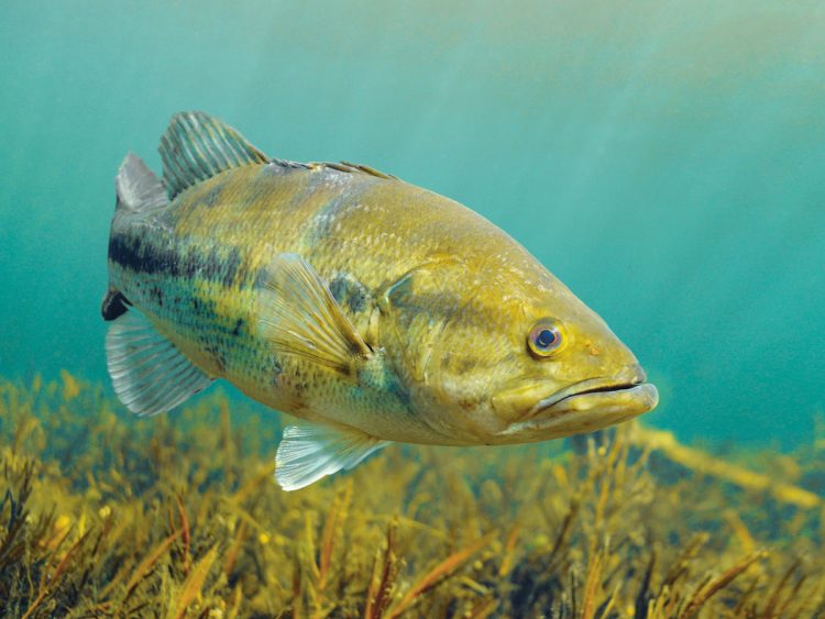 Examining whether stripers and largemouth can be perceptive and smart today, then driven by instinct tomorrow.