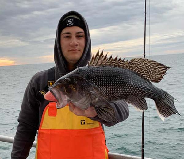 Big Jamaica jumbo sea bass