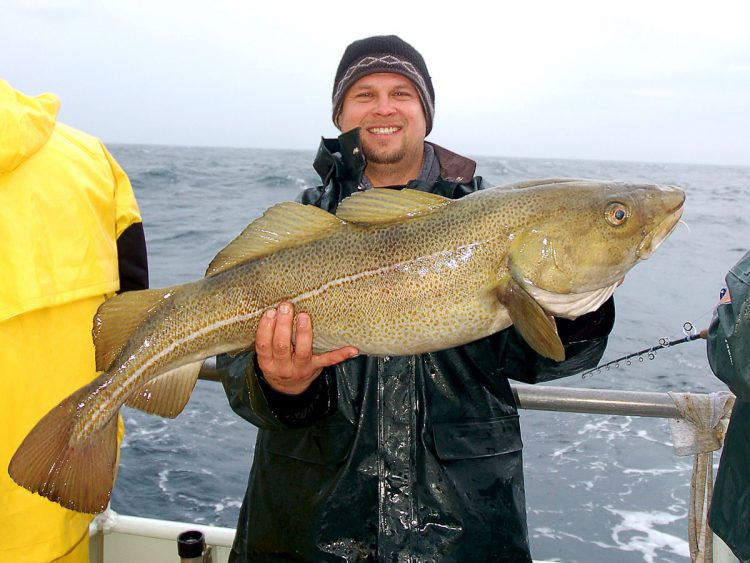 Large cod