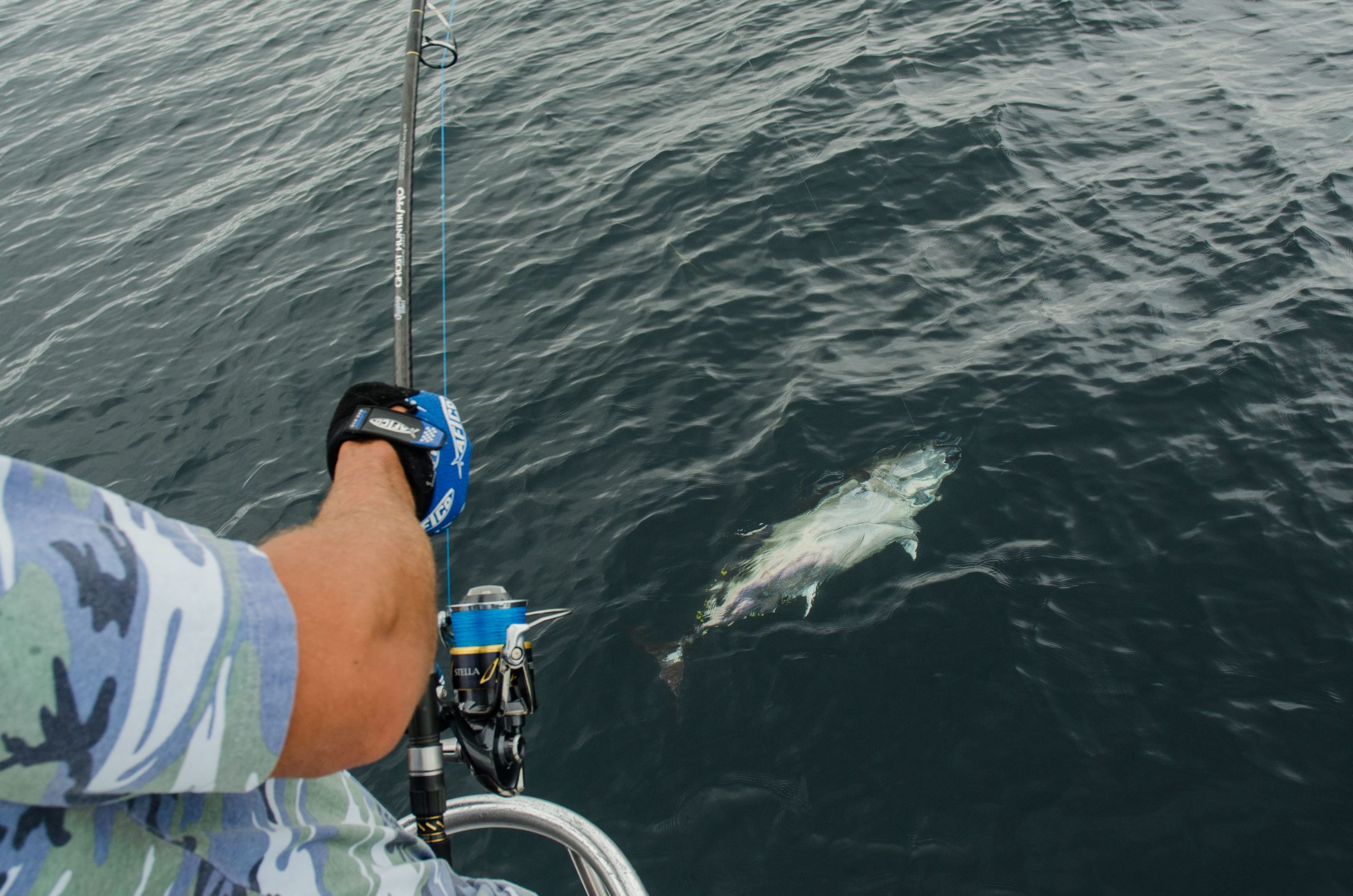 Video: Spinning Rod Bluefin on the New Shimano Stella SW - On The Water