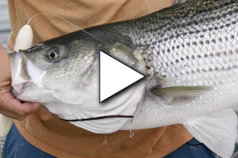 Newport Striper Doldrums