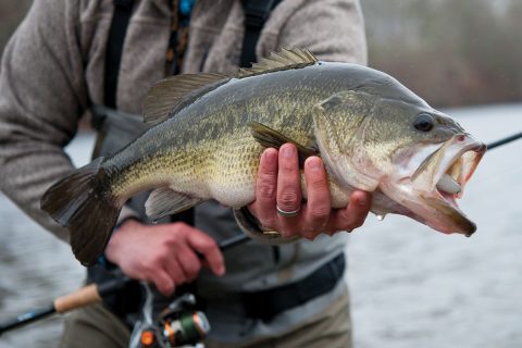 Surfcasting For Largemouths