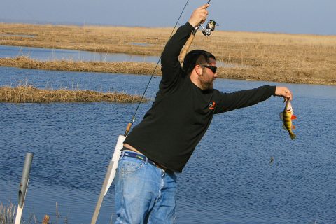 Tuckahoe yellow perch