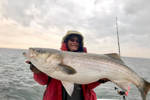 World Record Striper Caught and Released in Virginia