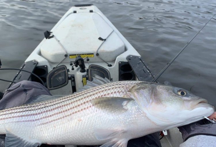 kayak striper