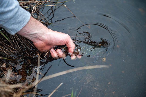 trout release