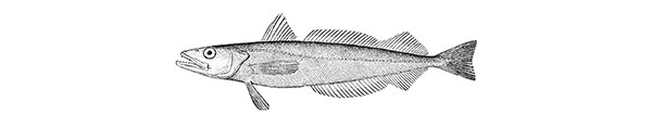 Silver hake