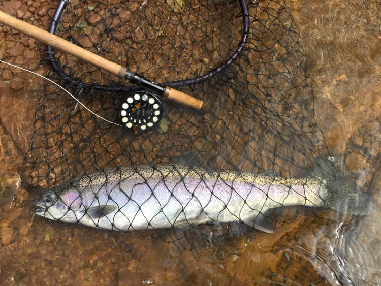 Steelhead caught on the Oak