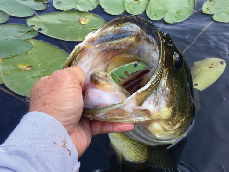 Big largemouth coming up from lily pads