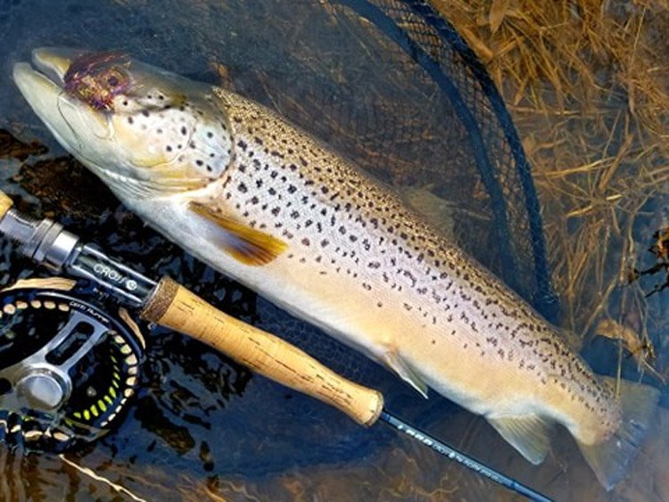 Scott Feltrinelli's brown trout
